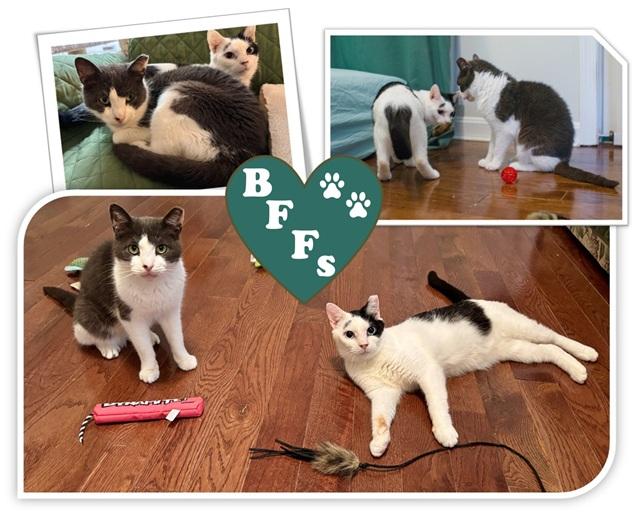 Kenny & Penny (FeLV+ love birds)