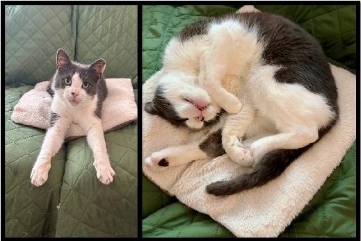 Kenny & Penny (FeLV+ love birds)