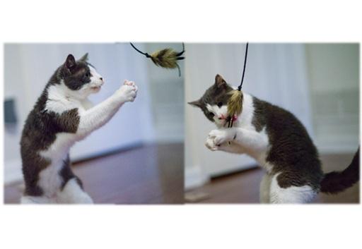 Kenny & Penny (FeLV+ love birds)