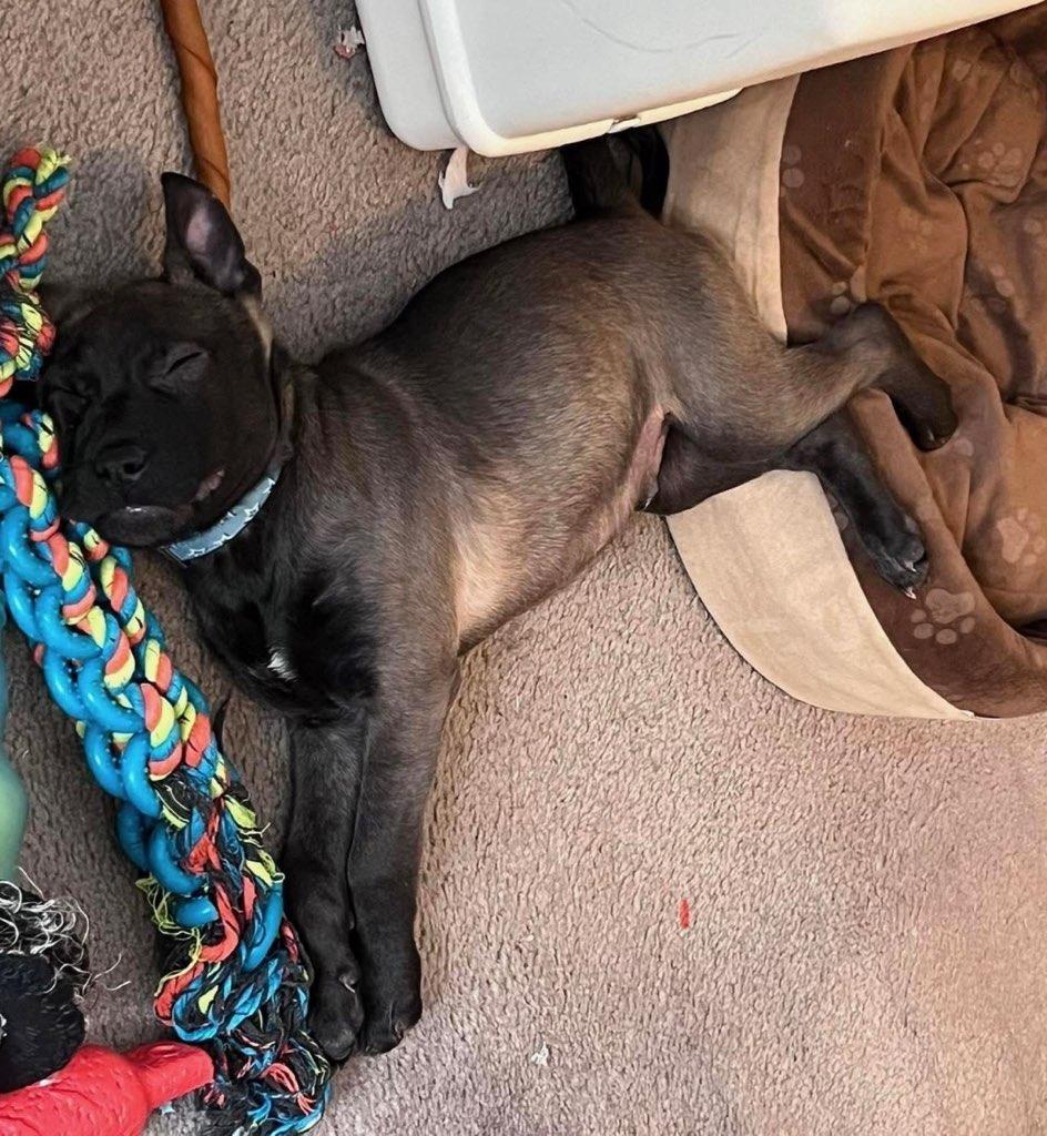 Sammy, Adoptable, Puppy Male Australian Cattle Dog / Blue Heeler.