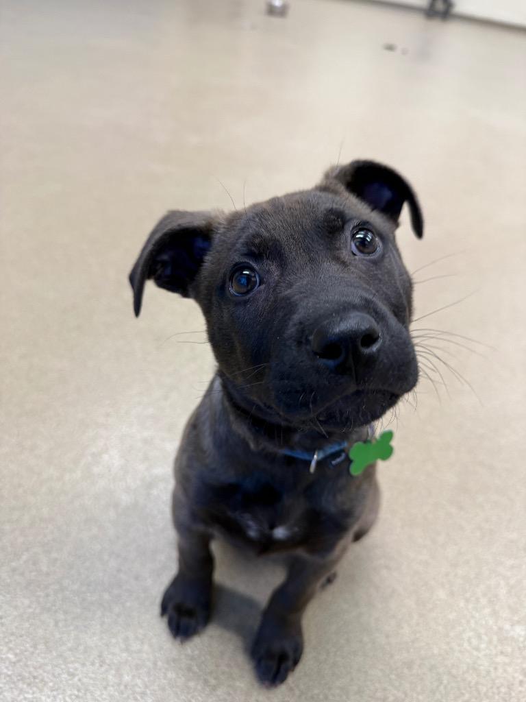 Sammy, a Adoptable mixed breed in North Syracuse, NY image 2/6