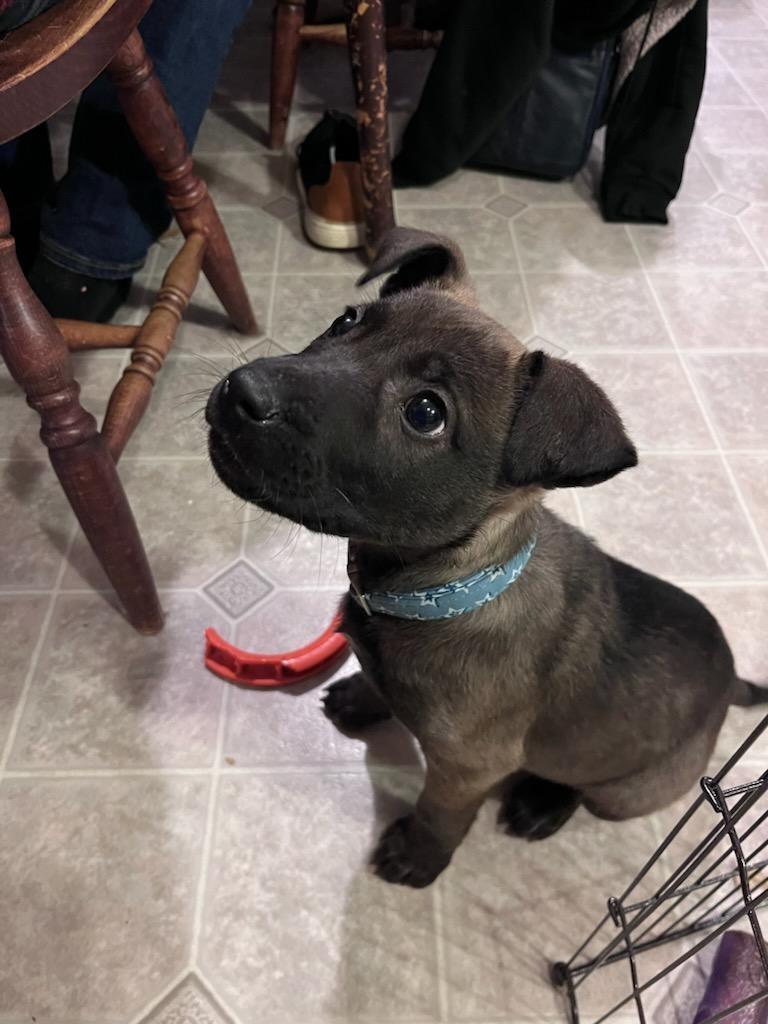 Sammy, a Adoptable mixed breed in North Syracuse, NY image 3/6