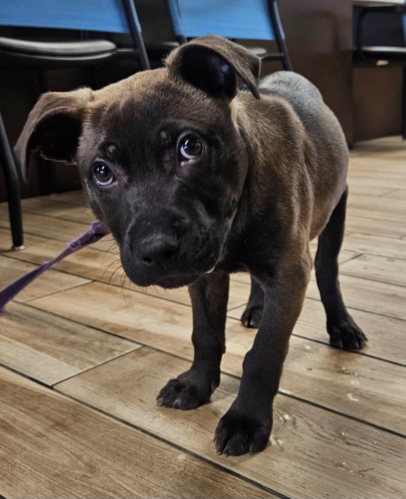 Sammy, a Adoptable mixed breed in North Syracuse, NY image 4/6