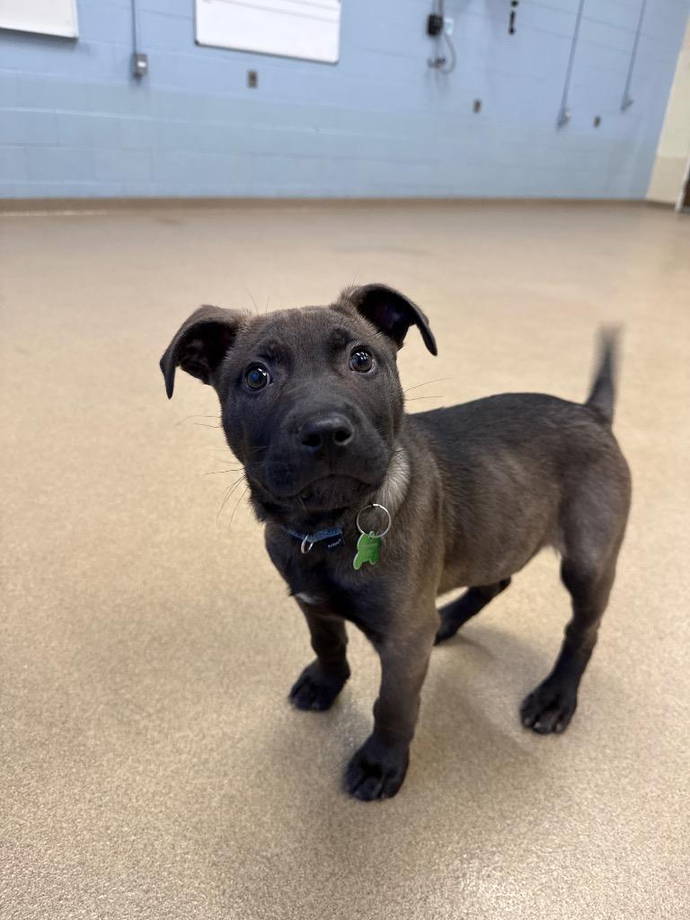 Sammy, a Adoptable mixed breed in North Syracuse, NY image 5/6