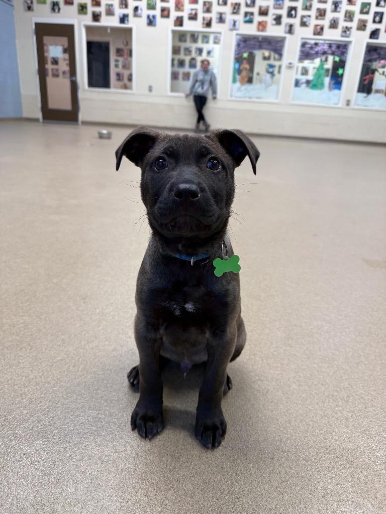 Sammy, a Adoptable mixed breed in North Syracuse, NY image 6/6