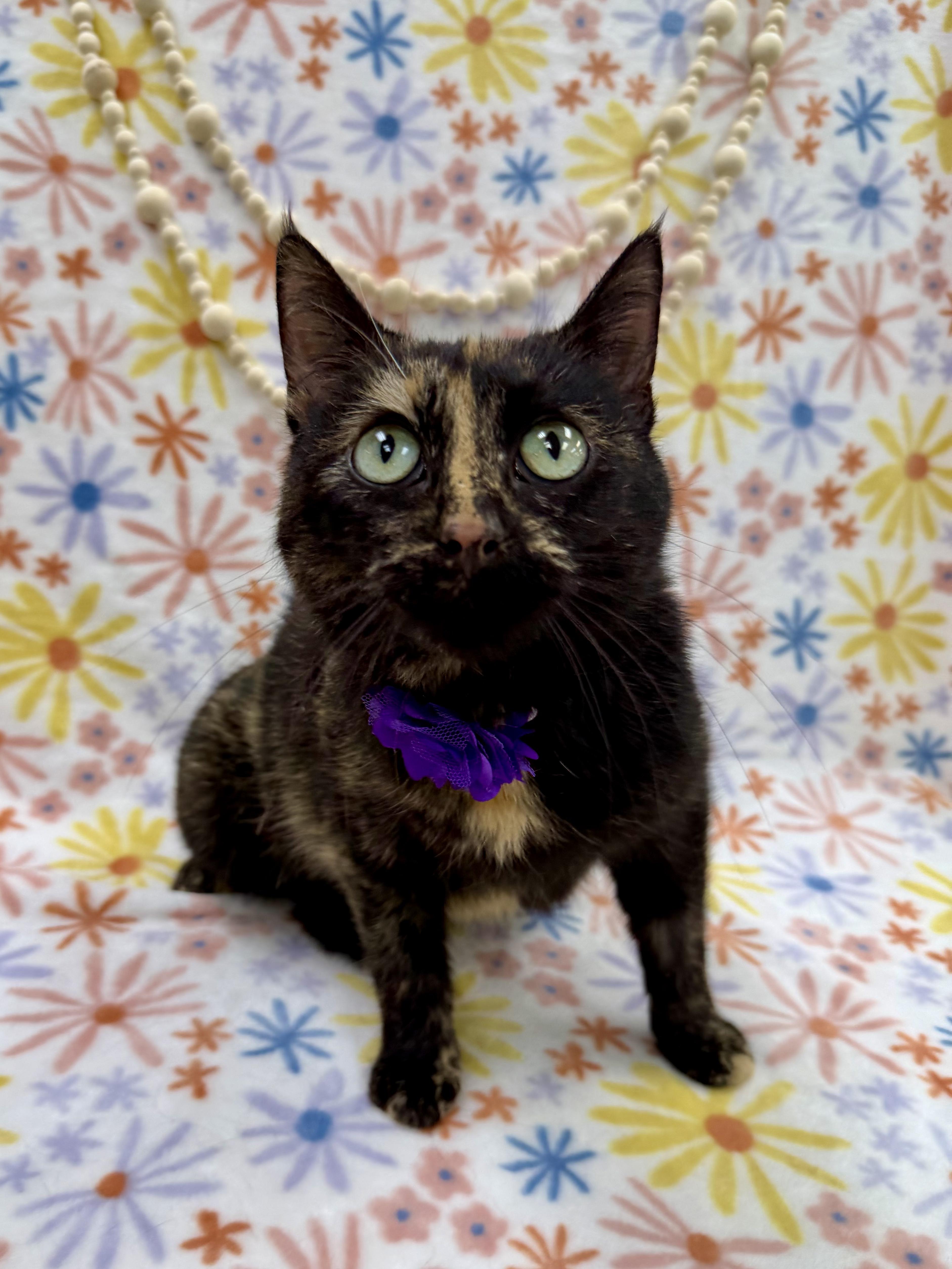 Enlarge Dotty, a ADOPTABLE Domestic Short Hair in Columbus, OH image 1/6