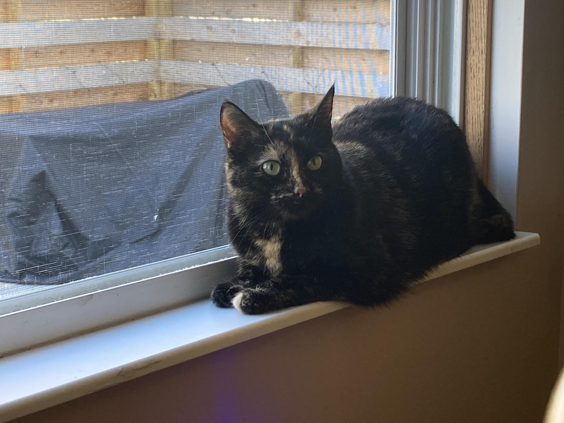 Enlarge Dotty, a ADOPTABLE Domestic Short Hair in Columbus, OH image 2/6