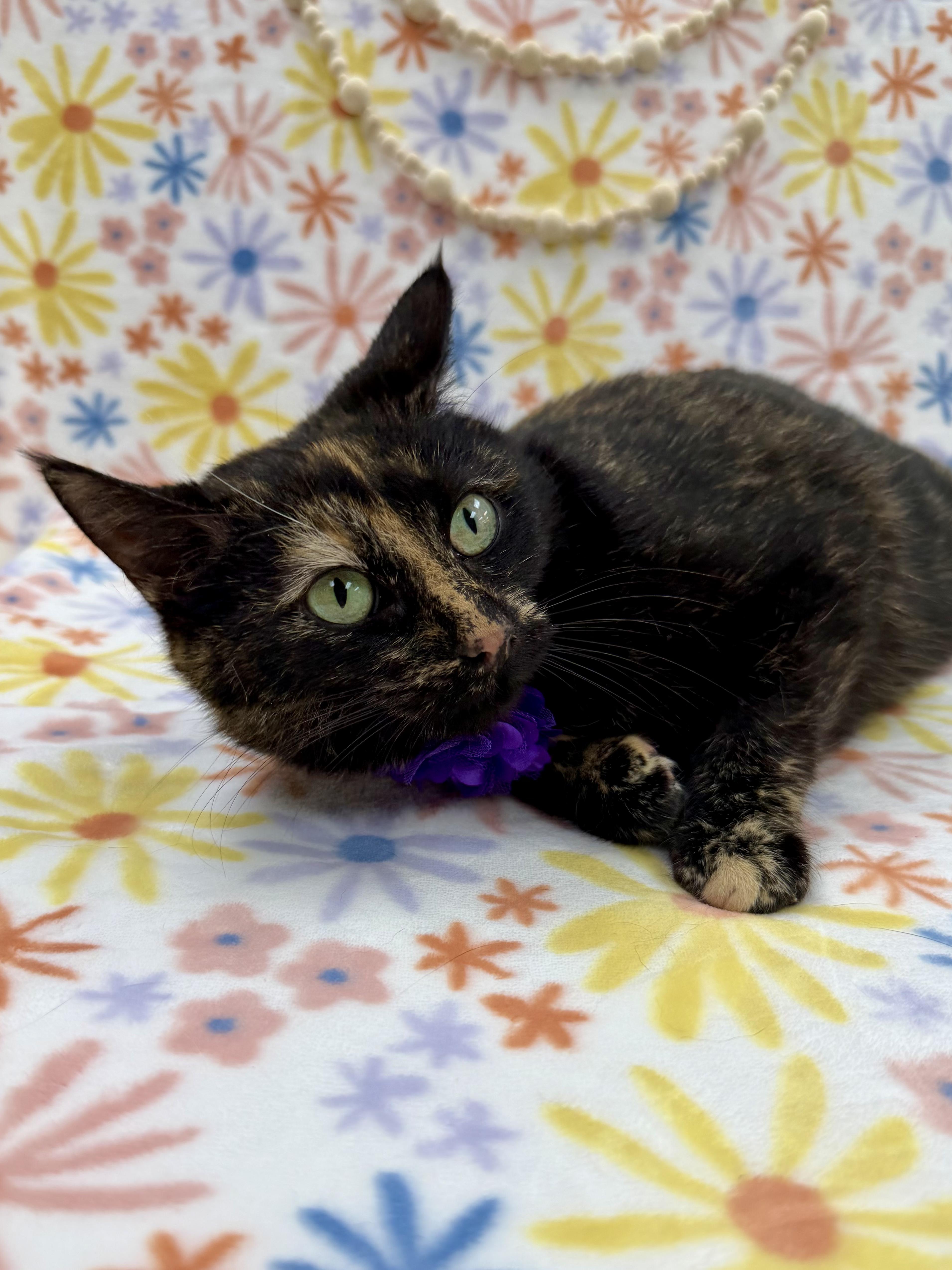 Enlarge Dotty, a ADOPTABLE Domestic Short Hair in Columbus, OH image 3/6