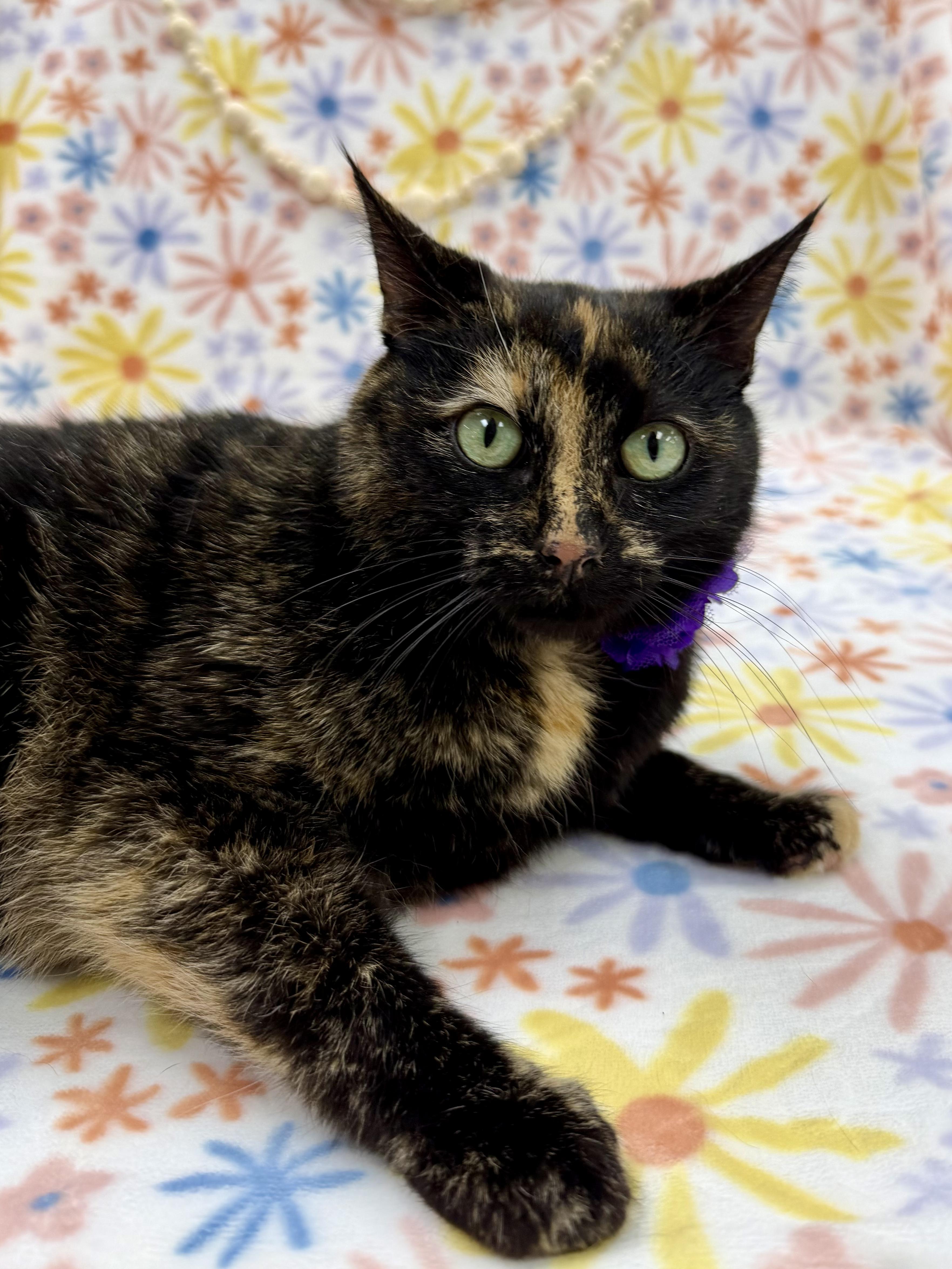 Enlarge Dotty, a ADOPTABLE Domestic Short Hair in Columbus, OH image 6/6