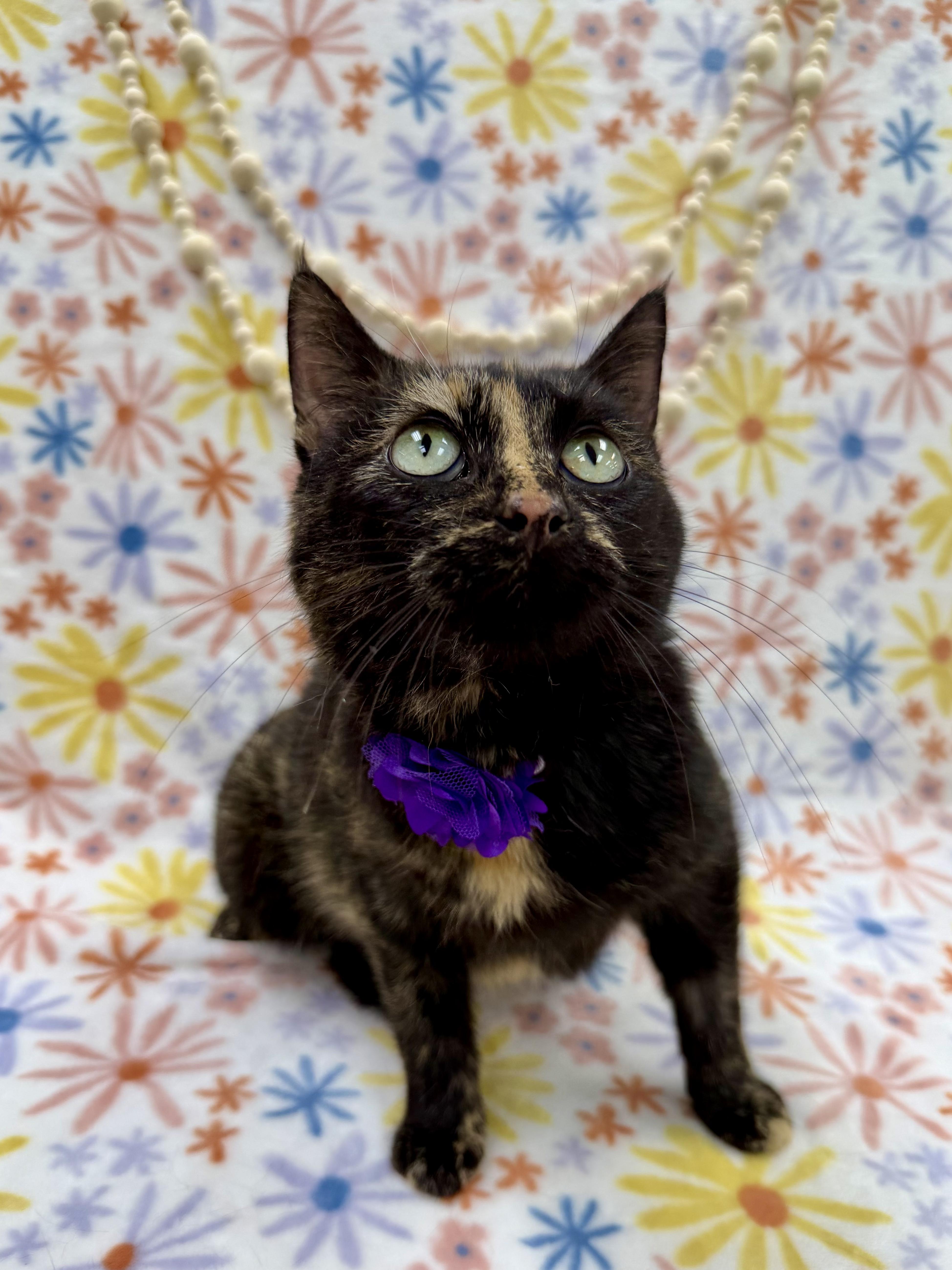 Enlarge Dotty, a ADOPTABLE Domestic Short Hair in Columbus, OH image 5/6