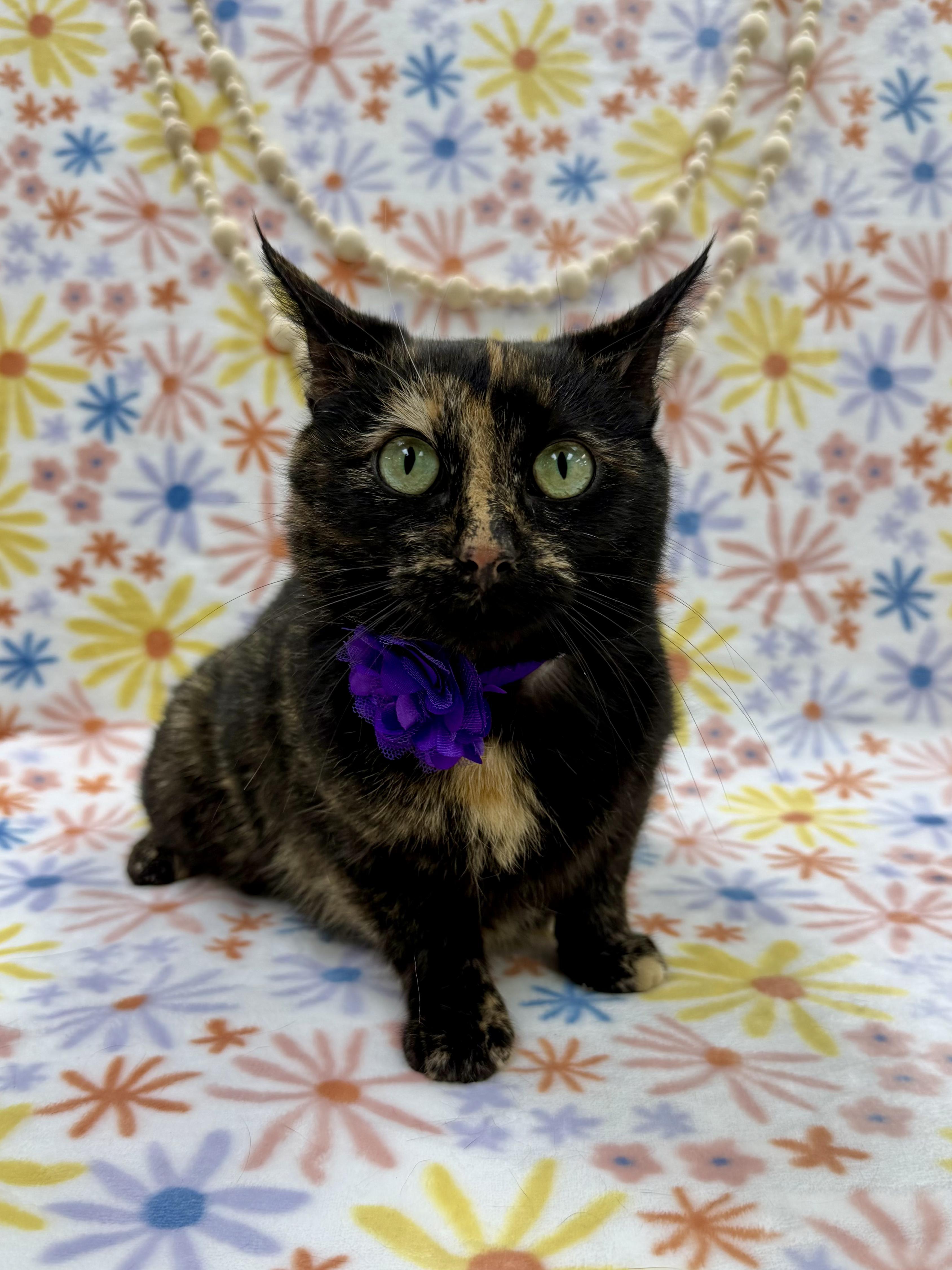 Enlarge Dotty, a ADOPTABLE Domestic Short Hair in Columbus, OH image 4/6