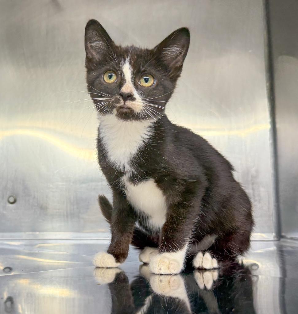 Enlarge Connie, a Adoptable mixed breed in Murray, KY image 1/3