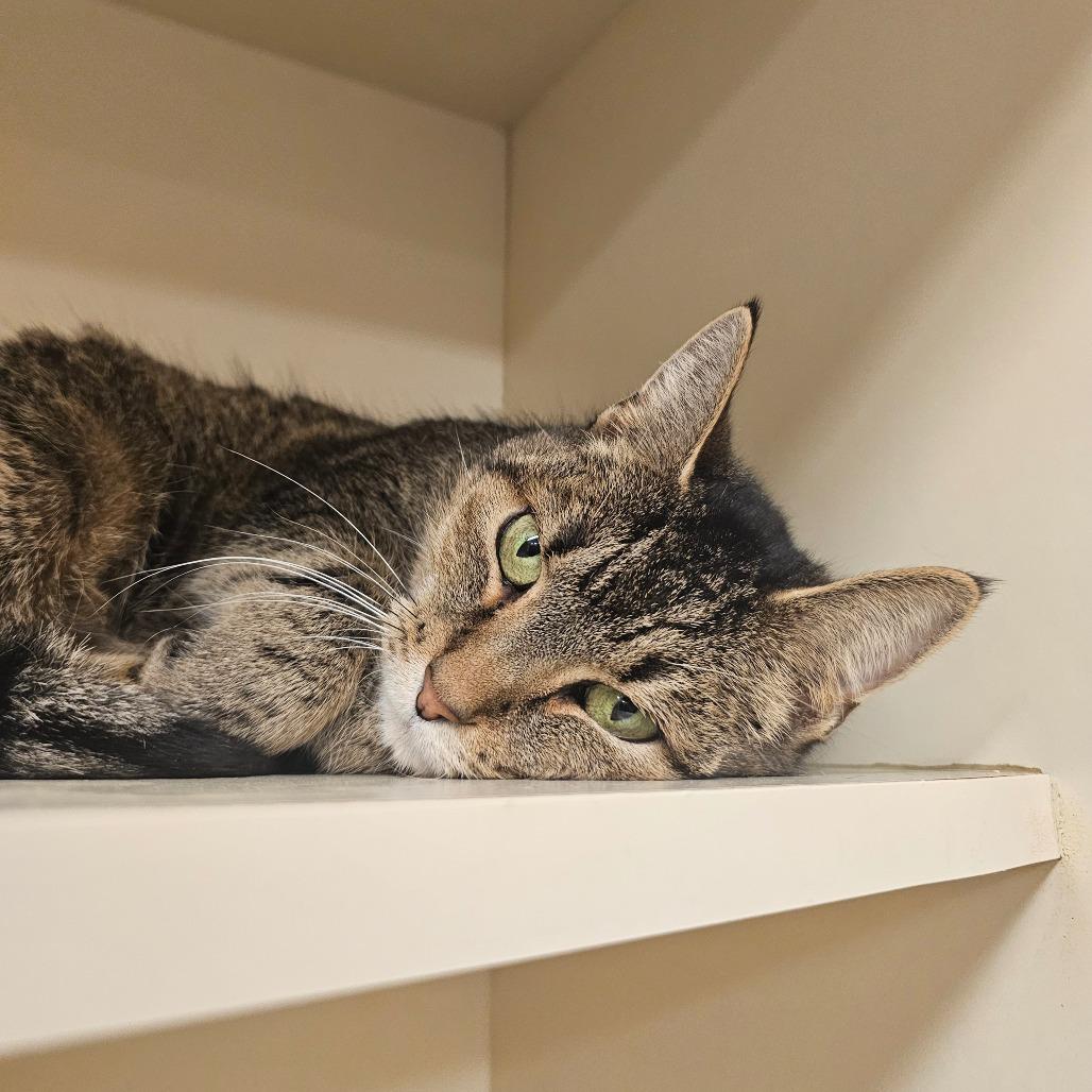 Foxy, Adoptable, Adult Female Domestic Short Hair.