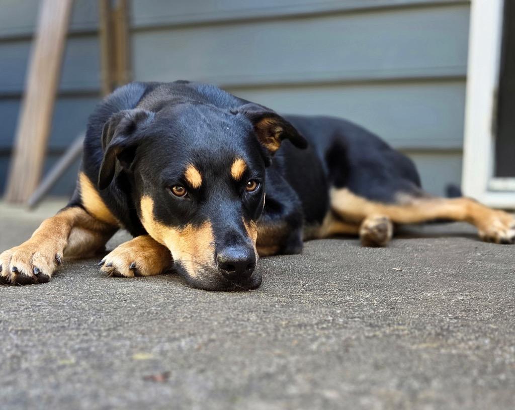 Enlarge Dexter, a Adoptable mixed breed in Waxhaw, NC image 1/5