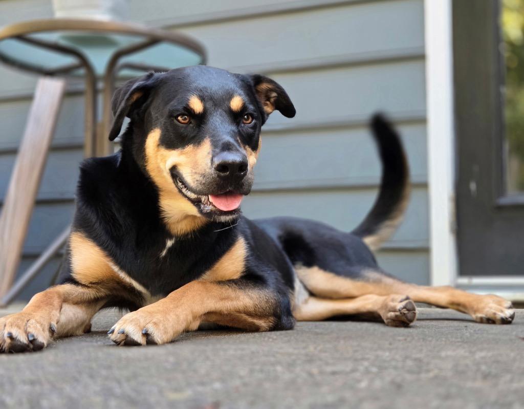 Enlarge Dexter, a Adoptable mixed breed in Waxhaw, NC image 2/5