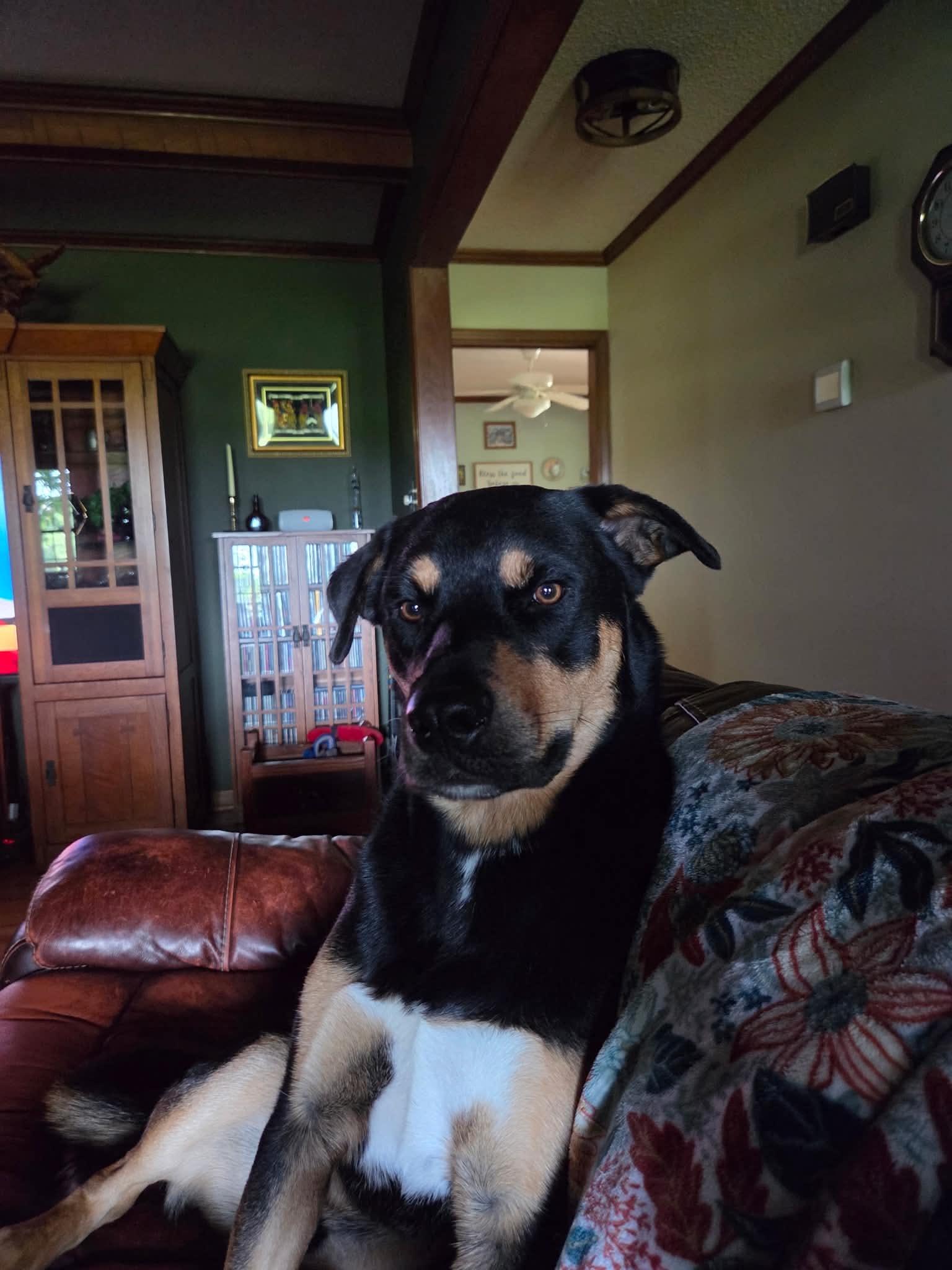 Enlarge Dexter, a Adoptable mixed breed in Waxhaw, NC image 6/6