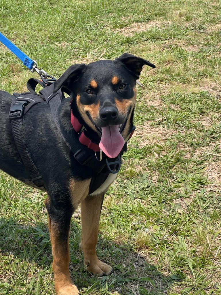 Enlarge Dexter, a Adoptable mixed breed in Waxhaw, NC image 2/6