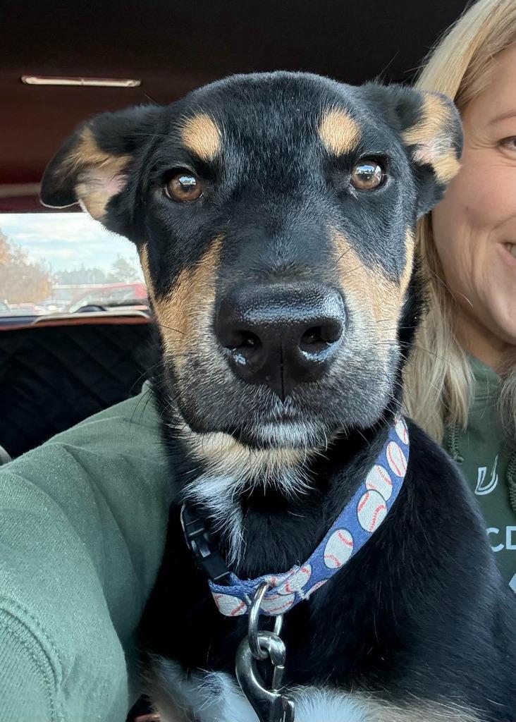 Enlarge Dexter, a Adoptable mixed breed in Waxhaw, NC image 3/6