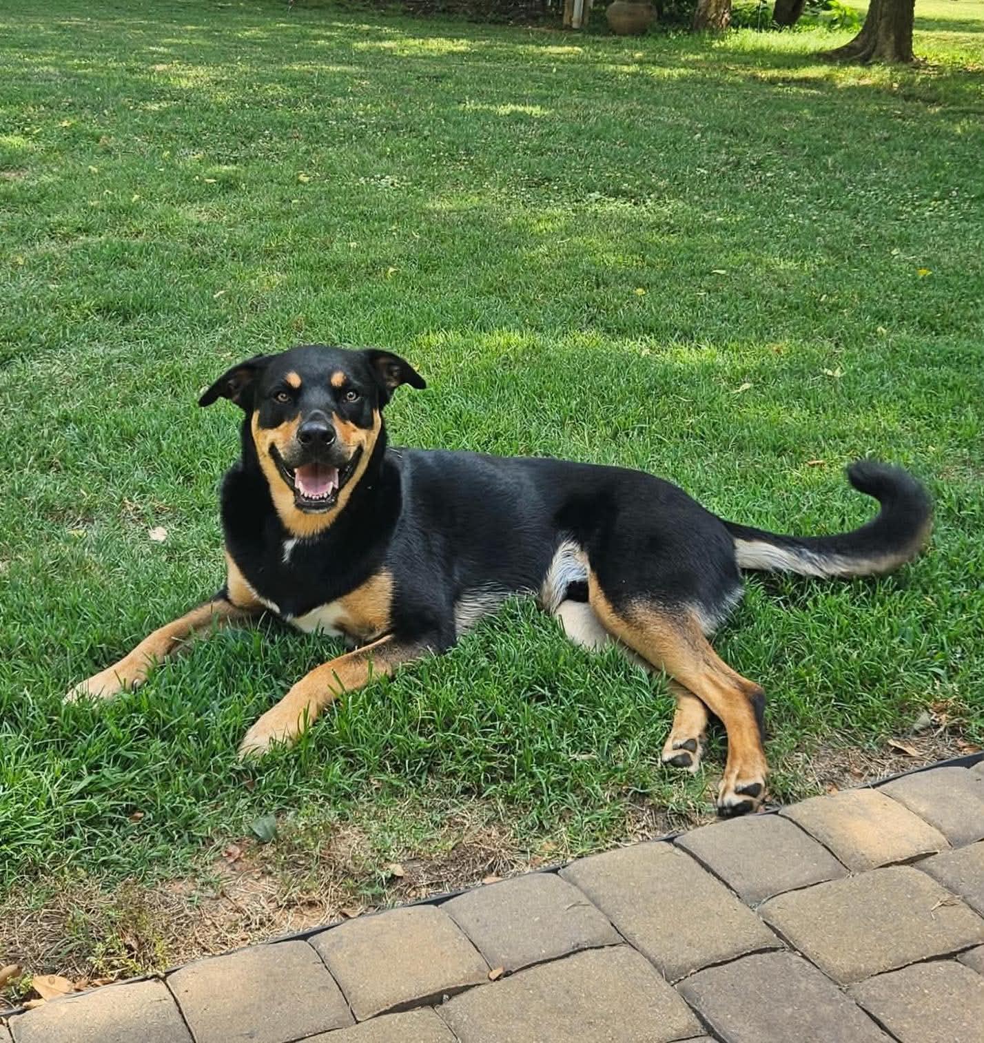 Dexter, Adoptable, Young Male Rottweiler & Labrador Retriever.
