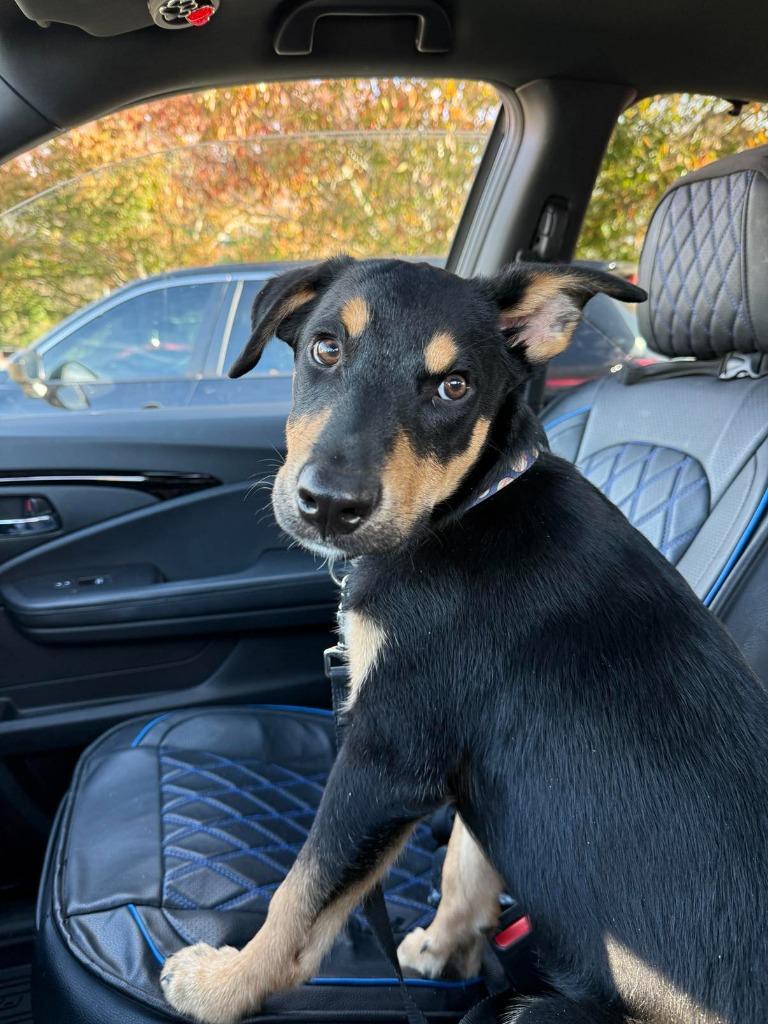 Enlarge Dexter, a Adoptable mixed breed in Waxhaw, NC image 5/6