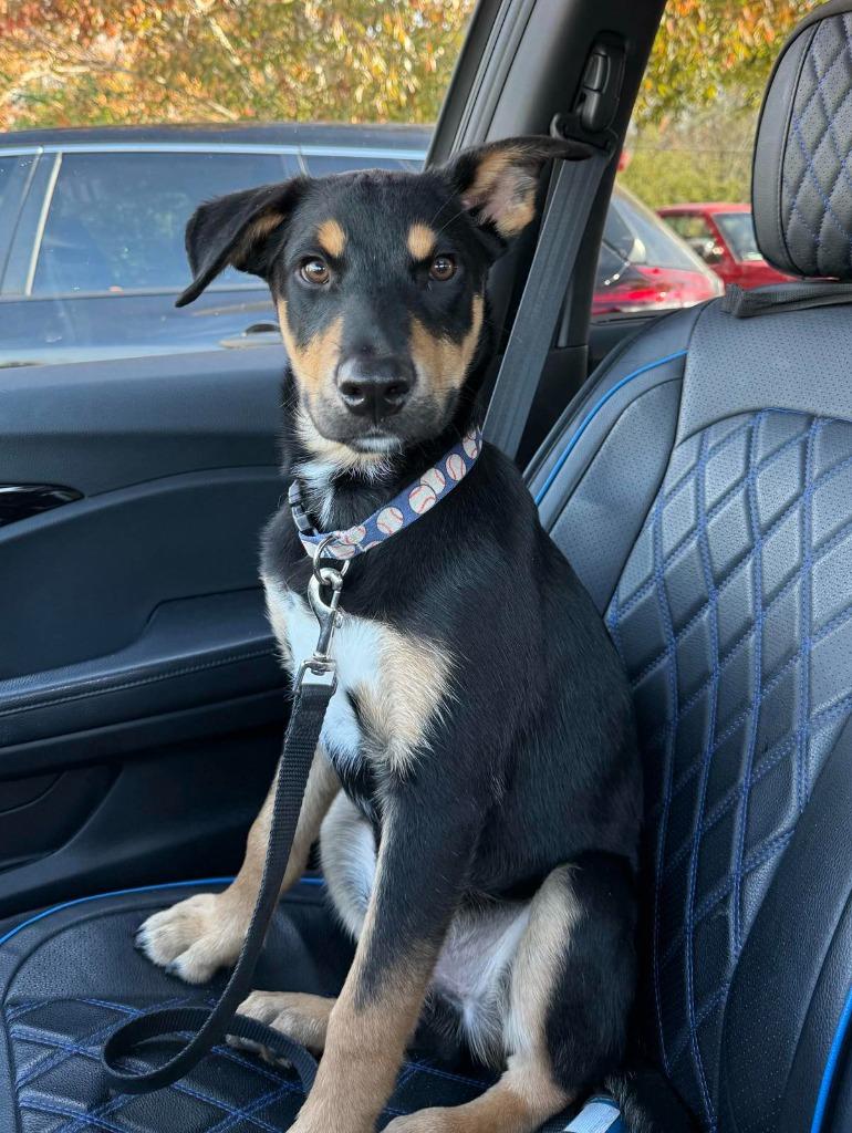 Enlarge Dexter, a Adoptable mixed breed in Waxhaw, NC image 6/6