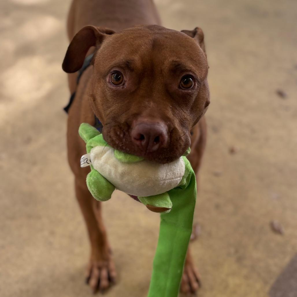 Sunkist, Adoptable, Adult Male Mixed Breed.
