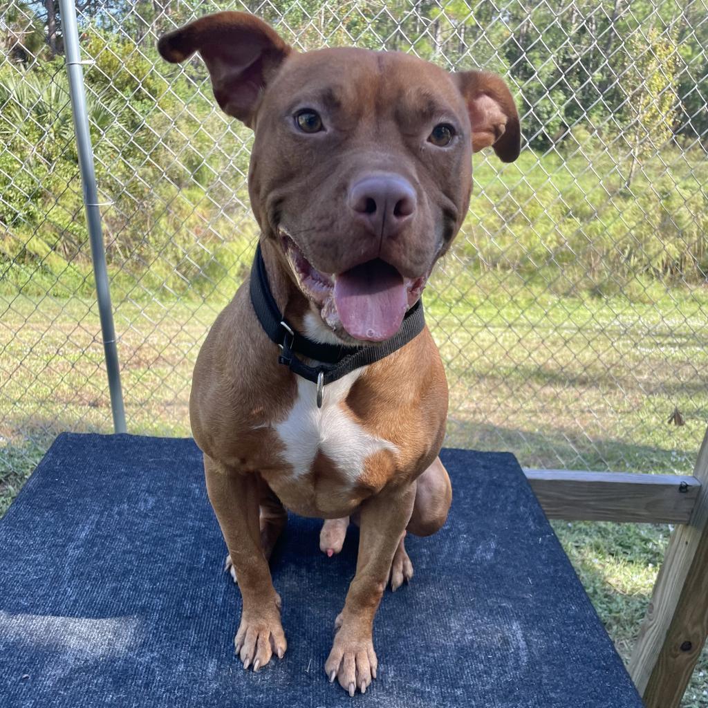Enlarge Sunkist, a Adoptable mixed breed in Titusville, FL image 1/6