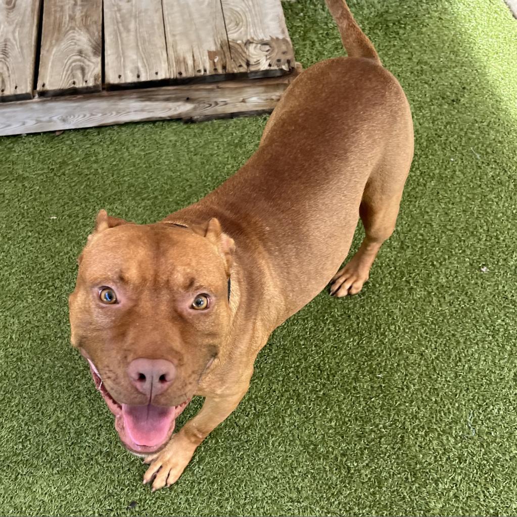 Enlarge Sunkist, a Adoptable mixed breed in Titusville, FL image 2/6