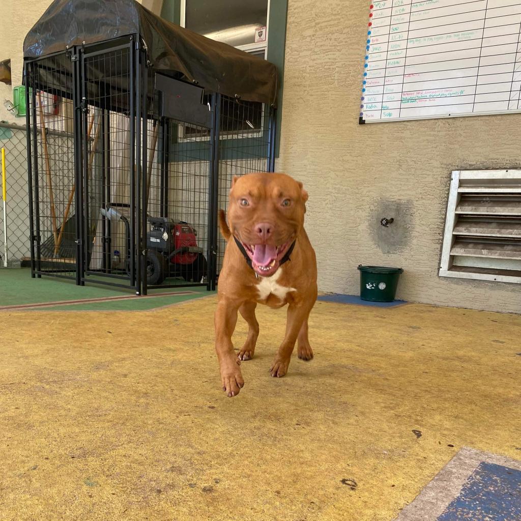 Enlarge Sunkist, a Adoptable mixed breed in Titusville, FL image 4/6