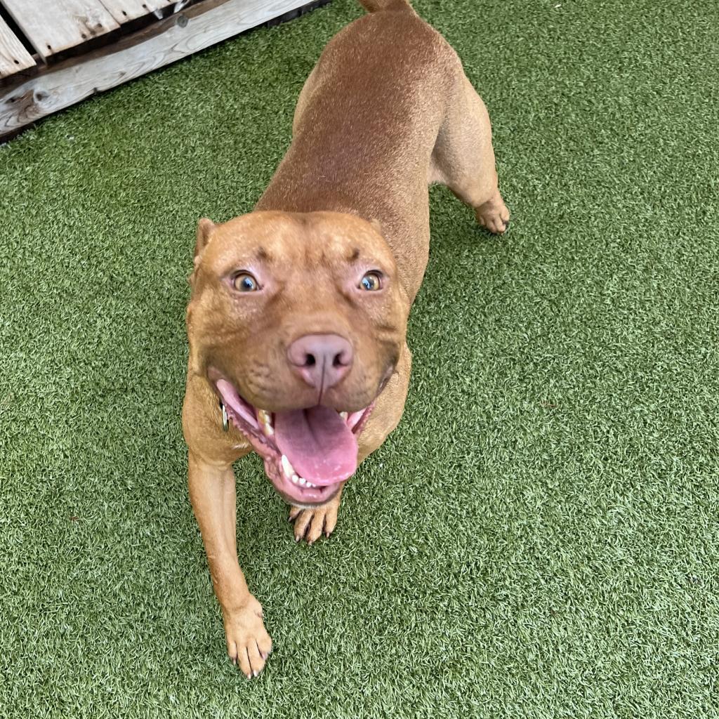 Enlarge Sunkist, a Adoptable mixed breed in Titusville, FL image 6/6