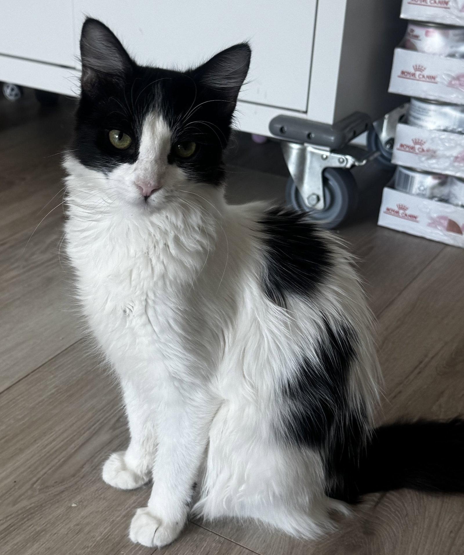 Birch, Adoptable, Young Male Domestic Long Hair.