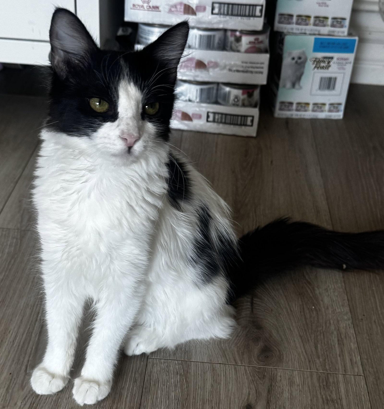 Enlarge Birch, a Adoptable Domestic Long Hair in Seal Beach, CA image 2/3