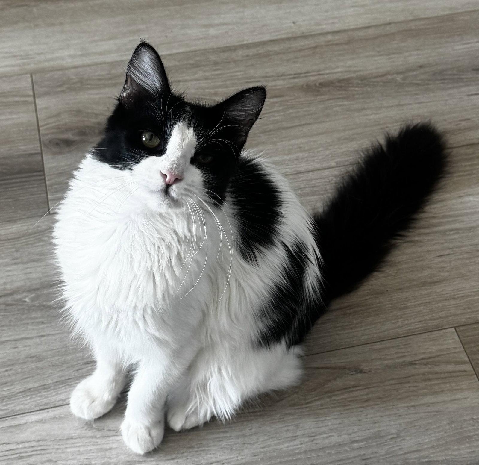 Enlarge Birch, a Adoptable Domestic Long Hair in Seal Beach, CA image 3/3