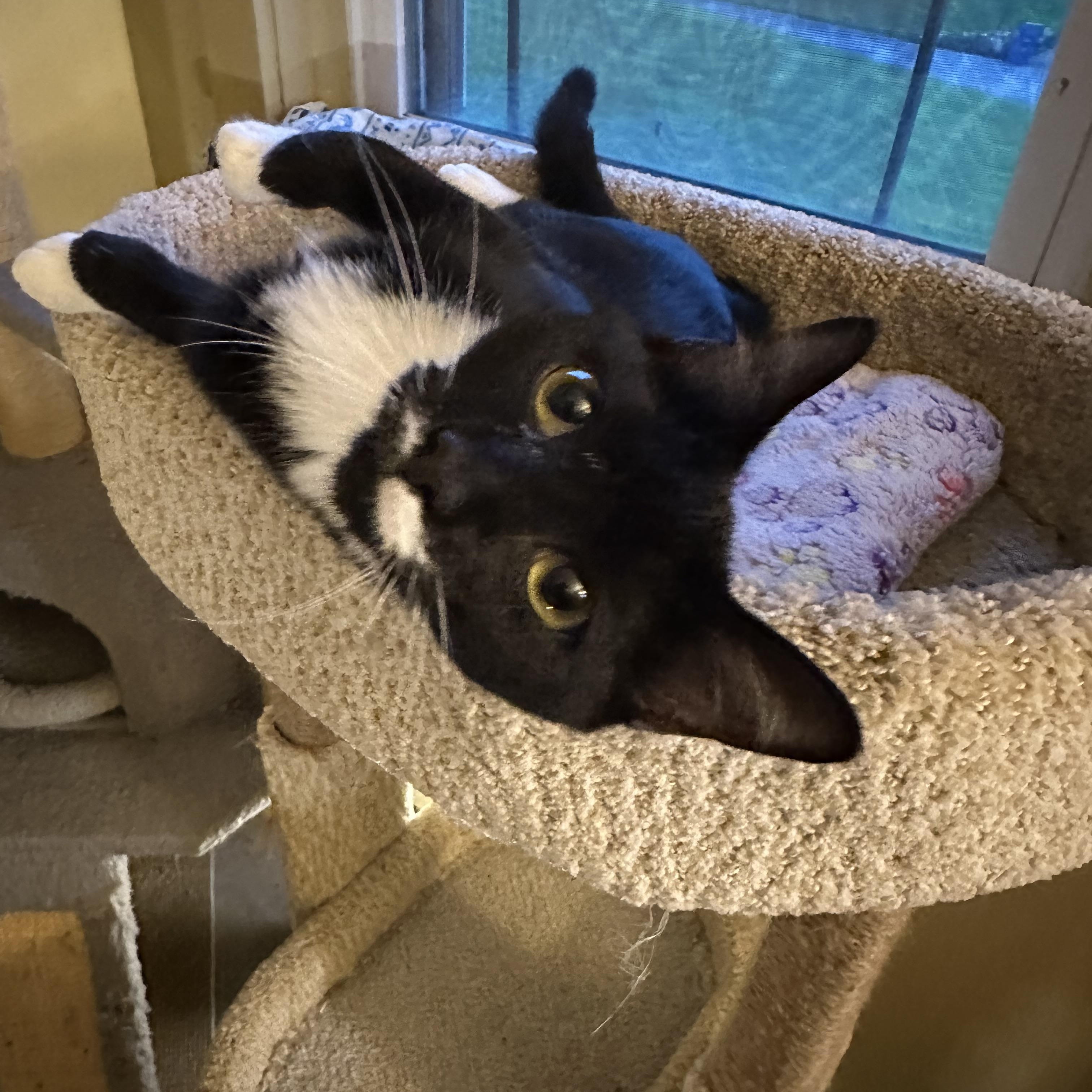 Boots, an adopted Domestic Short Hair in Syracuse, NY image 5/6