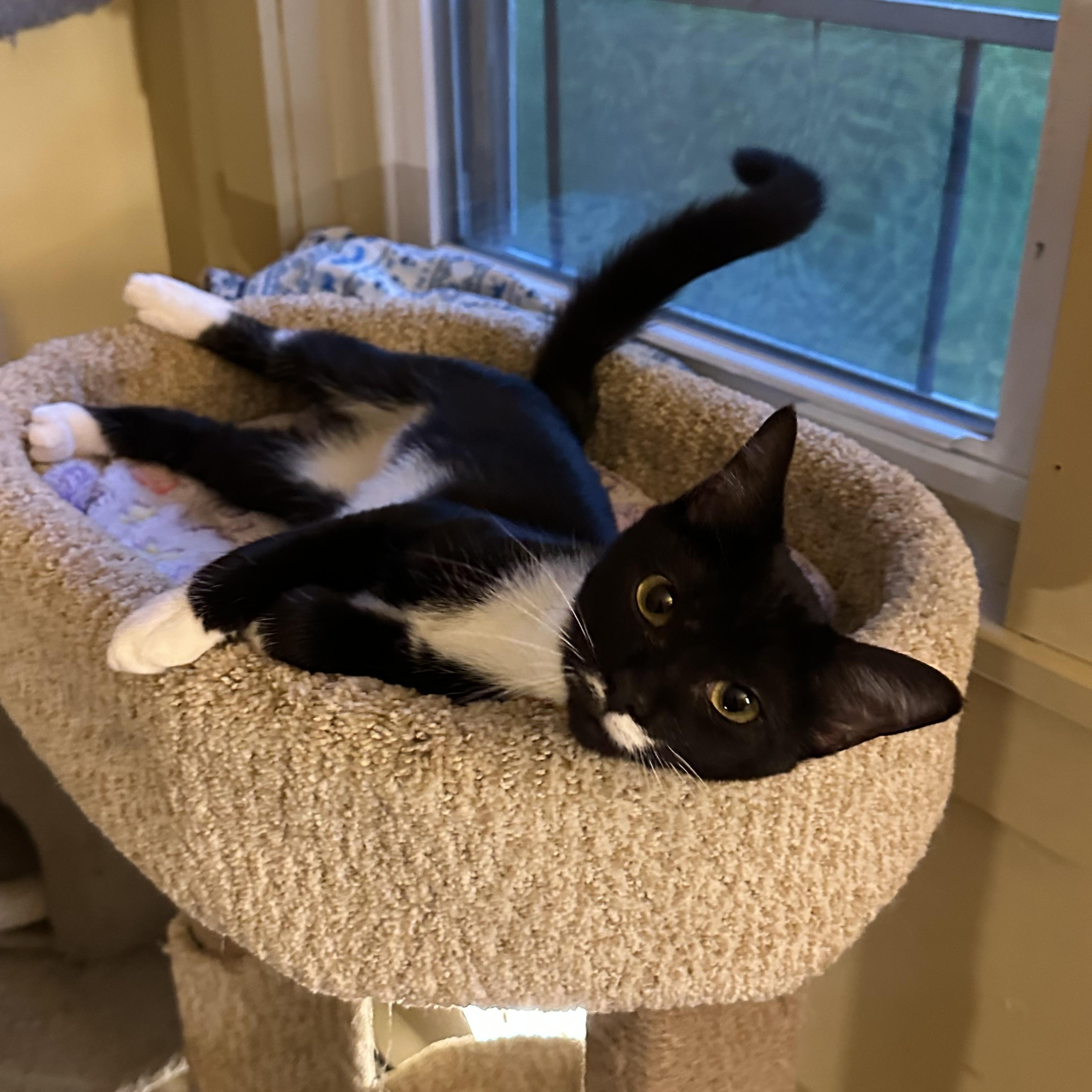 Boots, adopted, Young Female Domestic Short Hair.