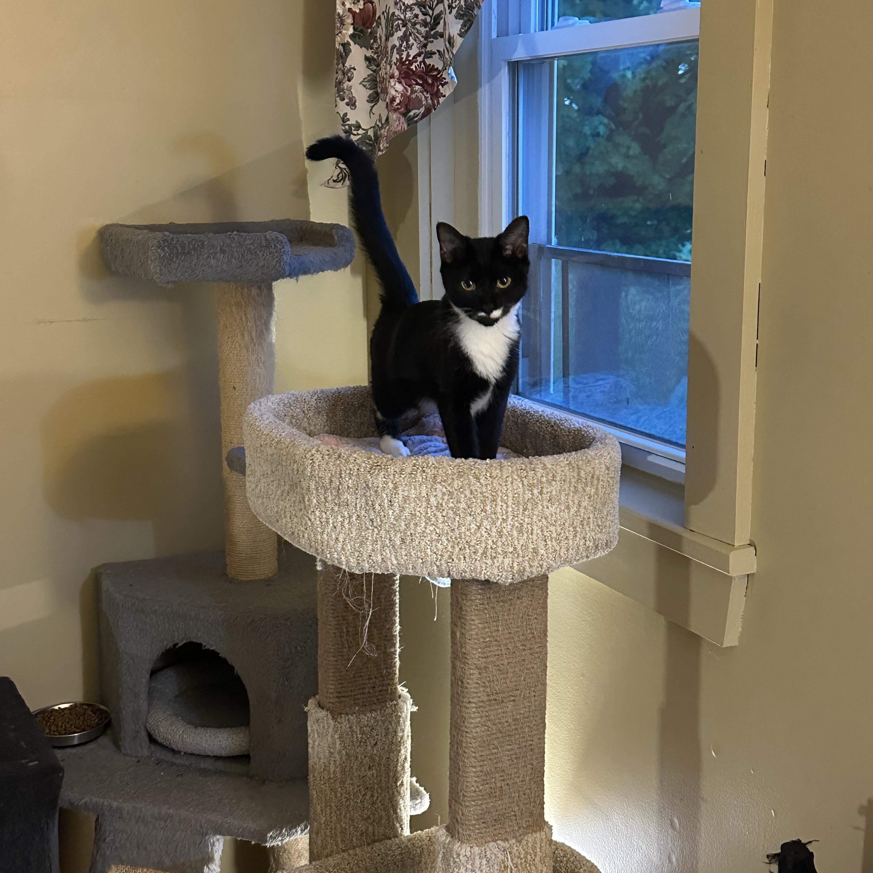 Boots, an adopted Domestic Short Hair in Syracuse, NY image 3/6