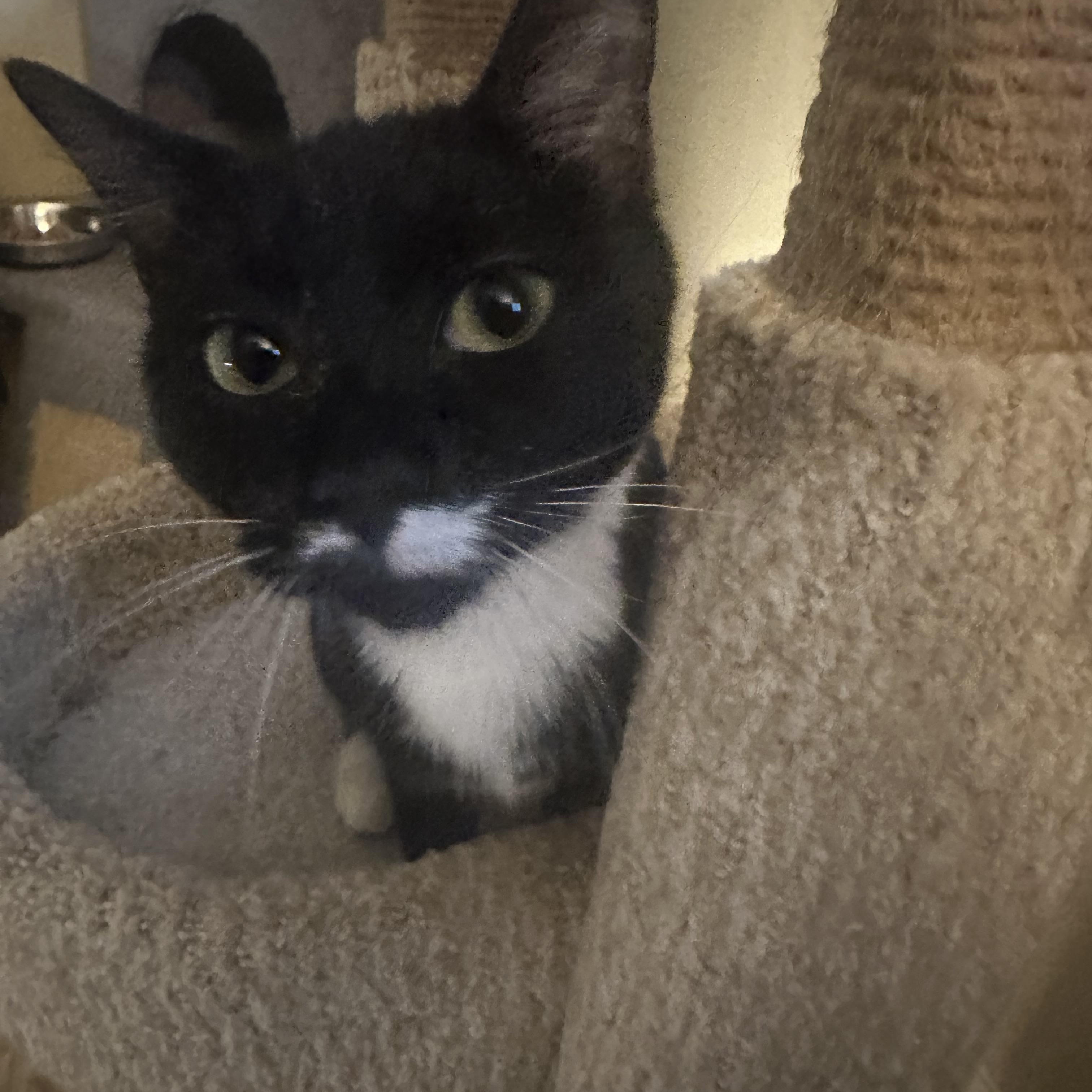 Boots, an adopted Domestic Short Hair in Syracuse, NY image 2/6