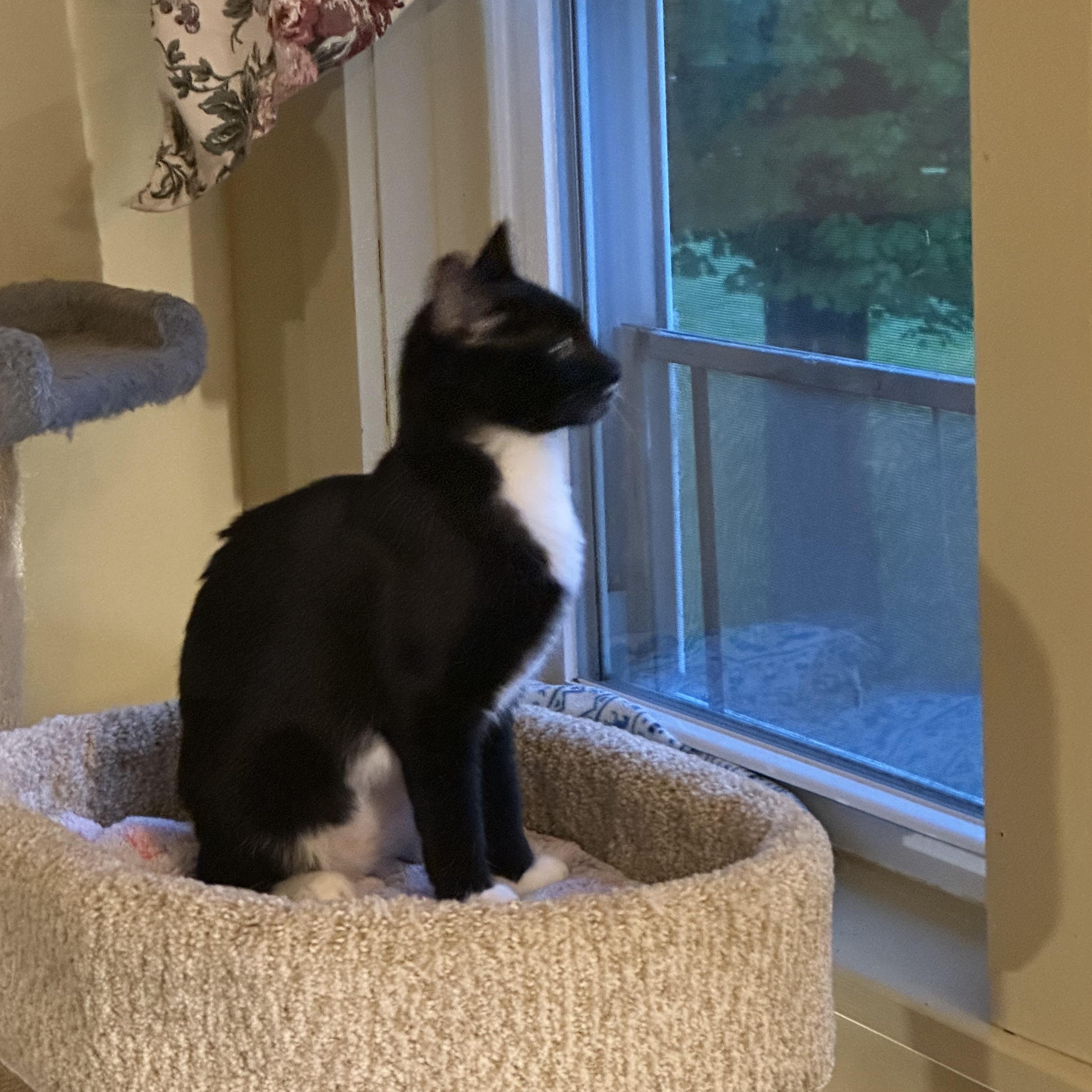 Boots, an adopted Domestic Short Hair in Syracuse, NY image 4/6