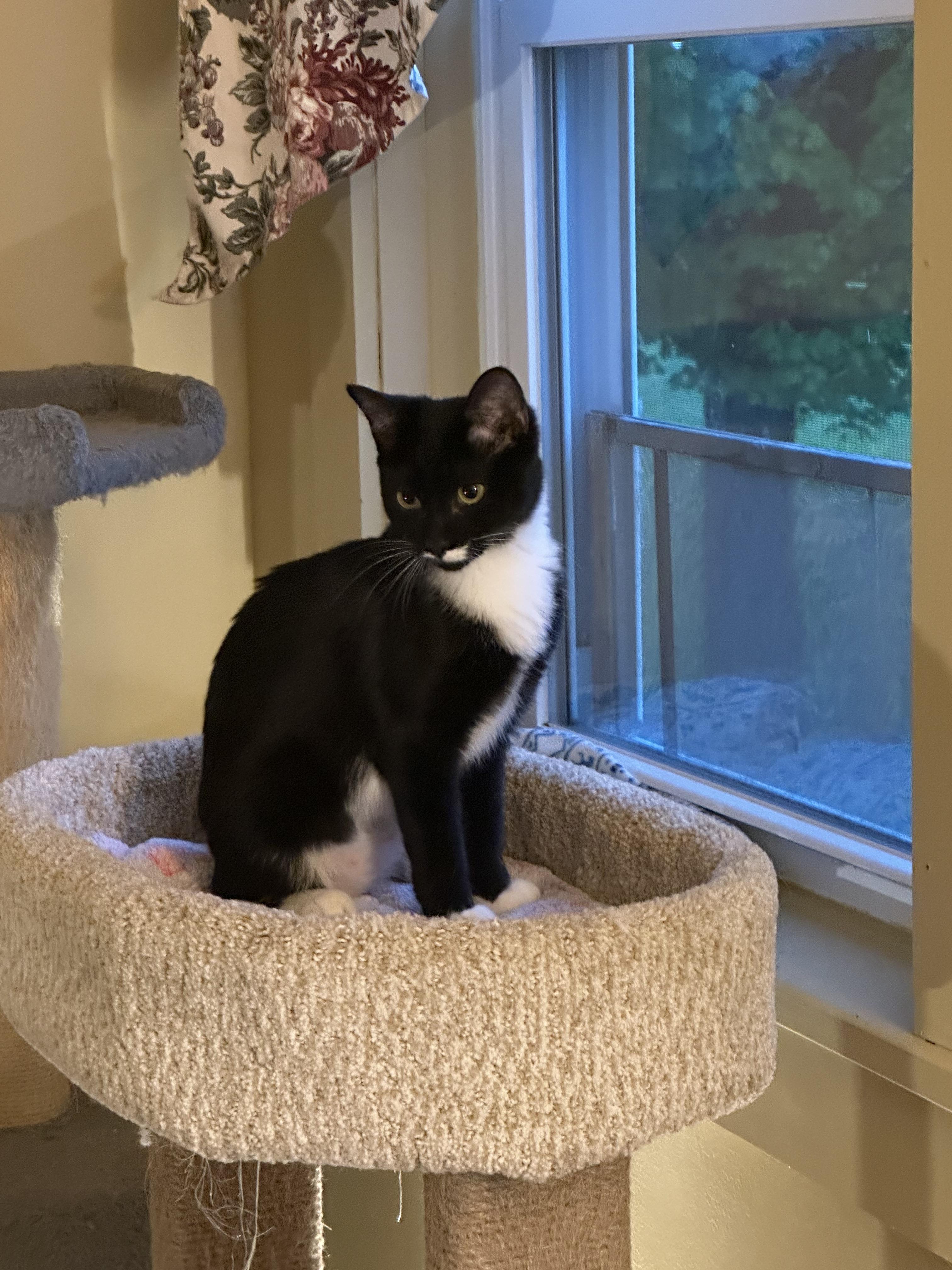 Boots, an adopted Domestic Short Hair in Syracuse, NY image 6/6