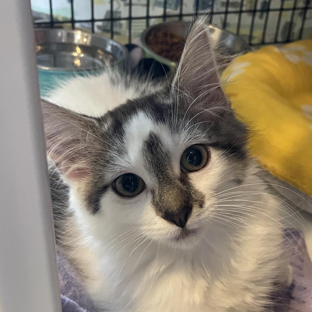 Basket Toss, Adoptable, Kitten Male Domestic Short Hair.