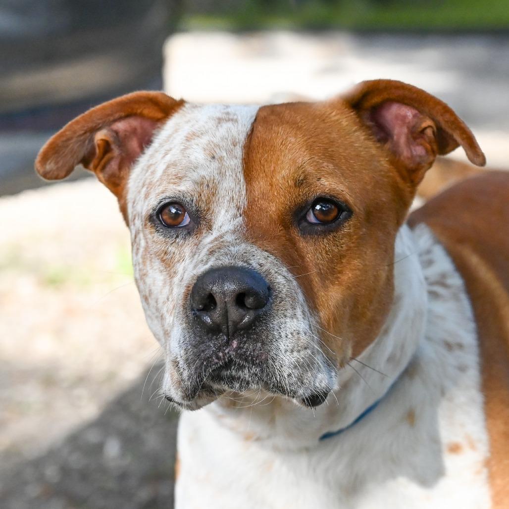 Porky, Adoptable, Adult Male Mixed Breed.