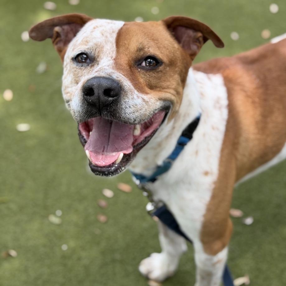 Porky, a Adoptable Mixed Breed in Sarasota, FL image 2/6
