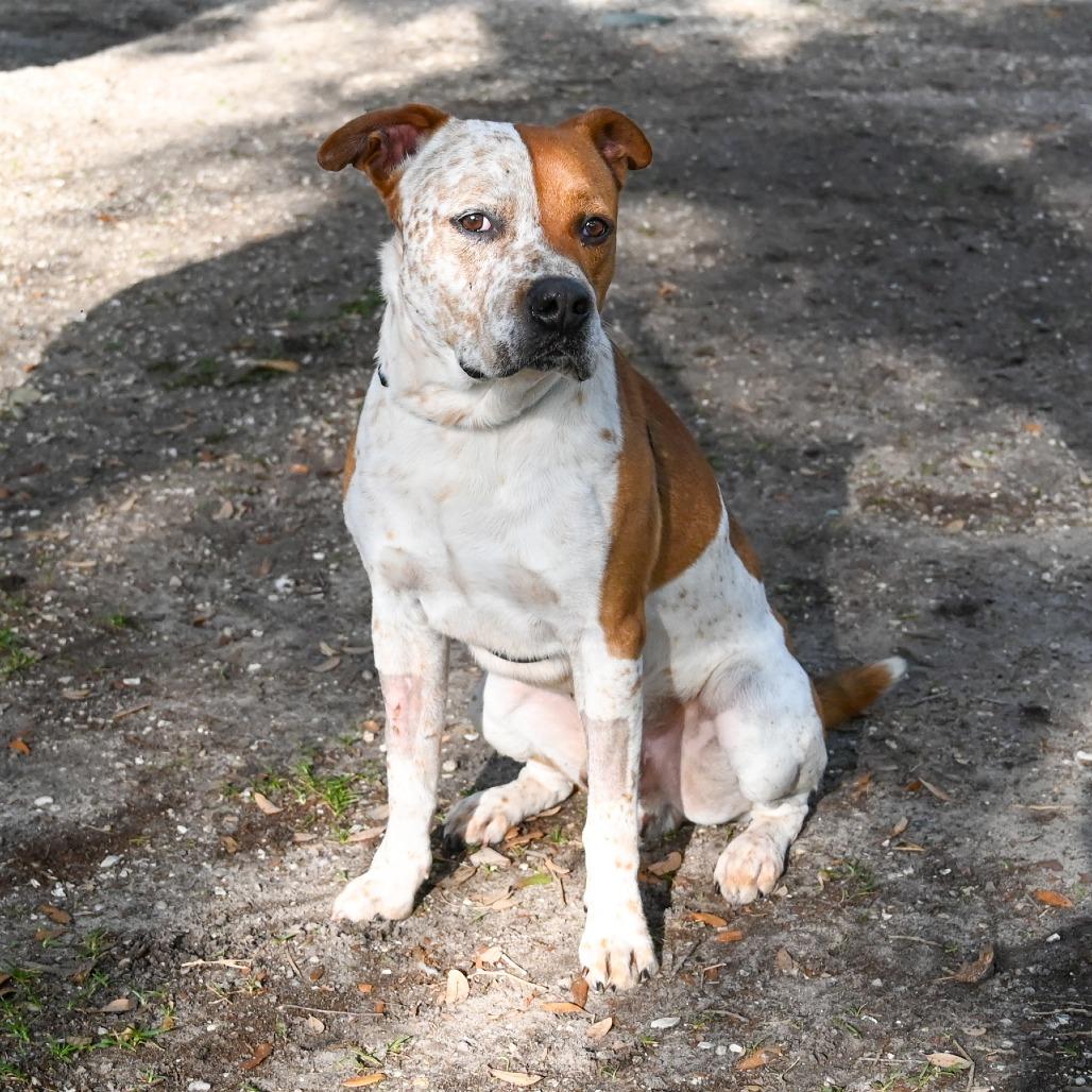 Porky, a Adoptable Mixed Breed in Sarasota, FL image 2/6