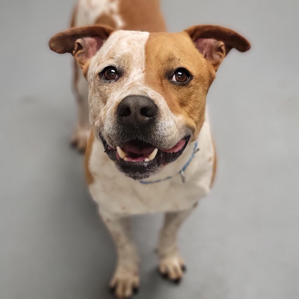 Porky, a Adoptable Mixed Breed in Sarasota, FL image 3/6