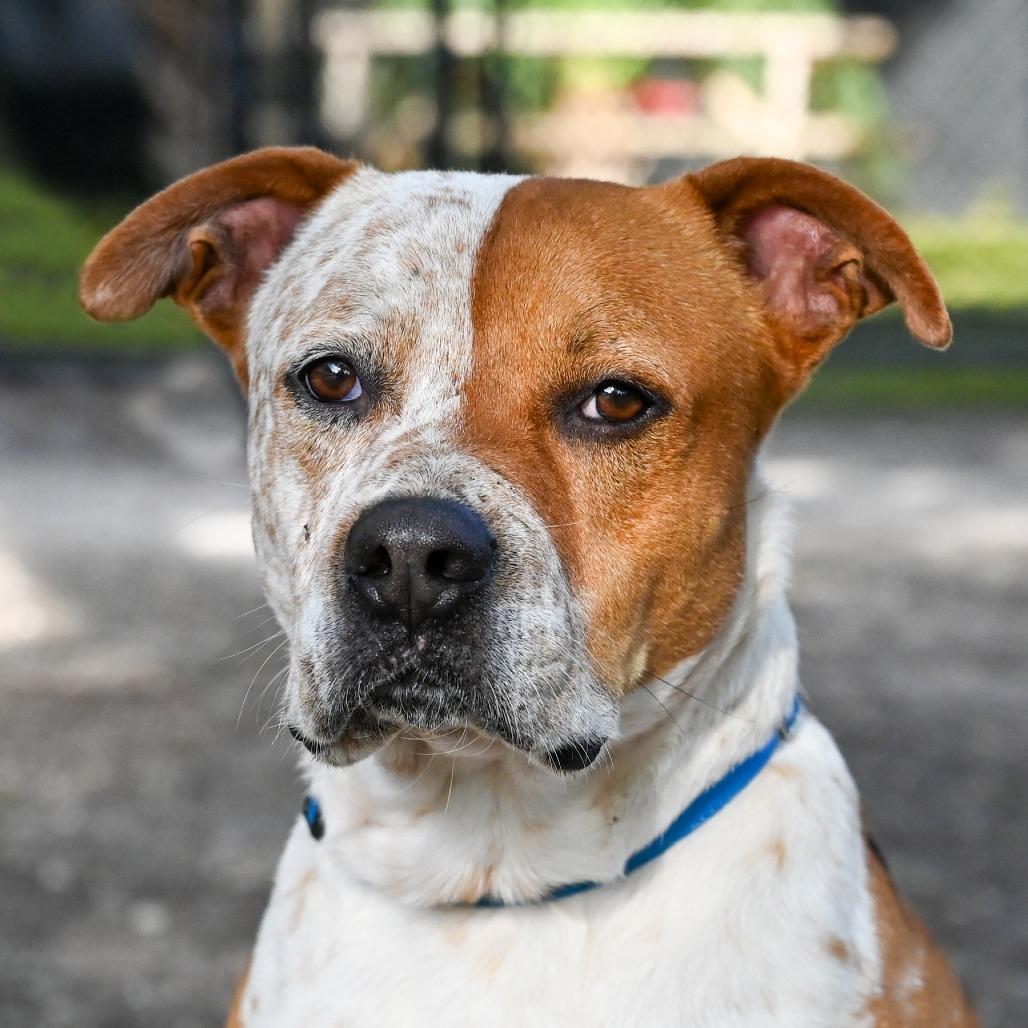 Porky, a Adoptable Mixed Breed in Sarasota, FL image 4/6