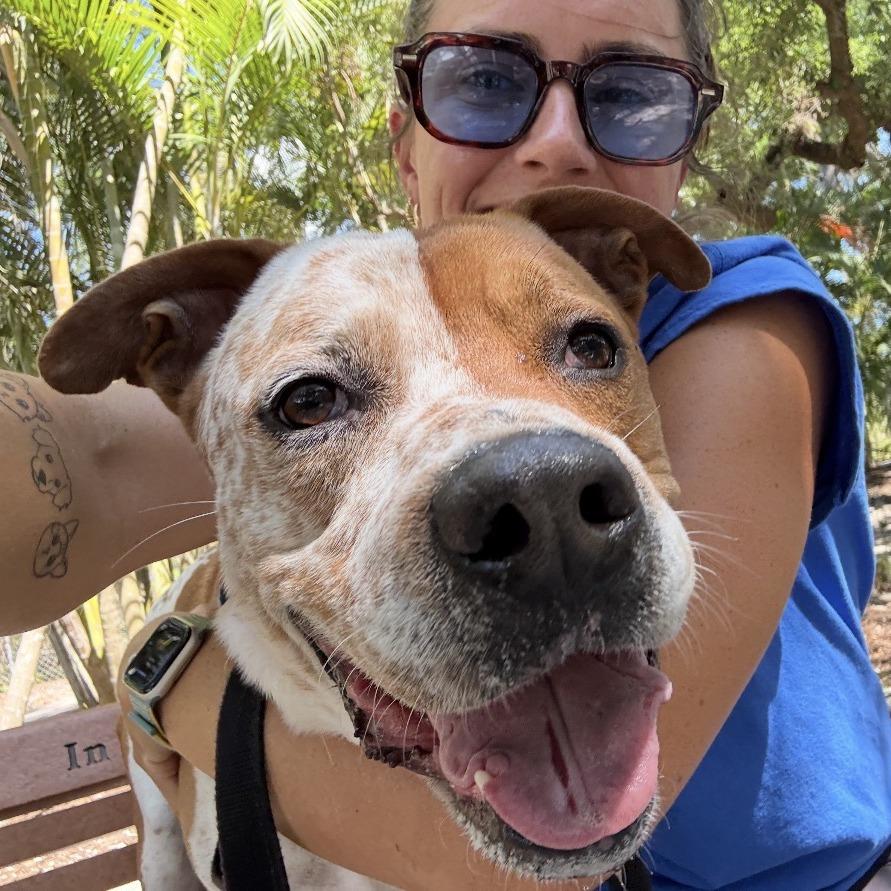 Porky, a Adoptable Mixed Breed in Sarasota, FL image 5/6