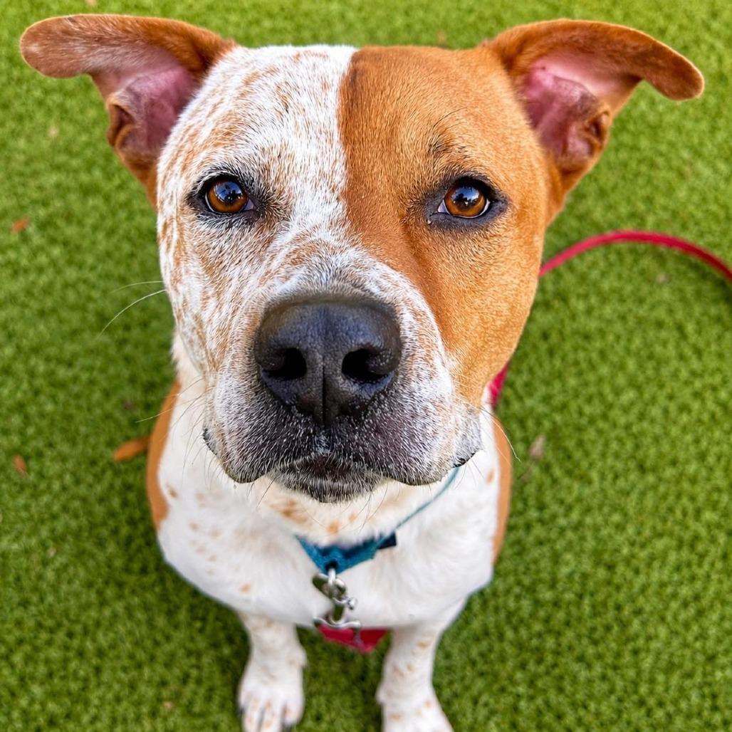 Porky, a Adoptable Mixed Breed in Sarasota, FL image 5/6