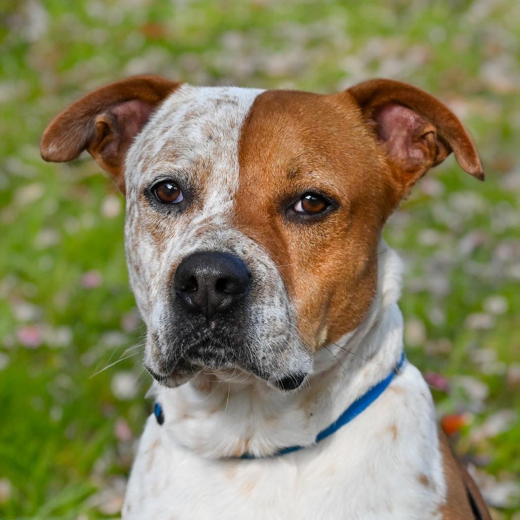 Porky, a Adoptable Mixed Breed in Sarasota, FL image 6/6