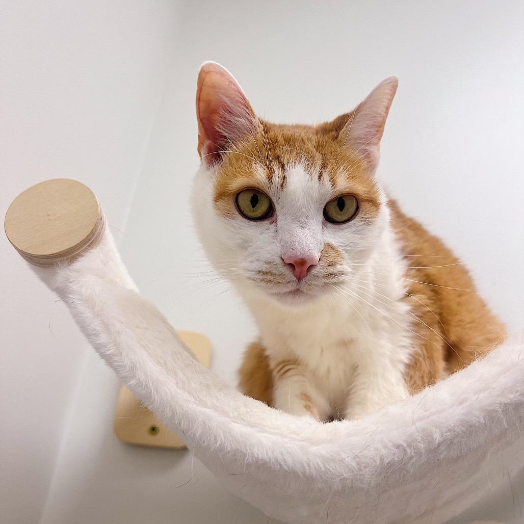 Fonzie — thumbnail 2