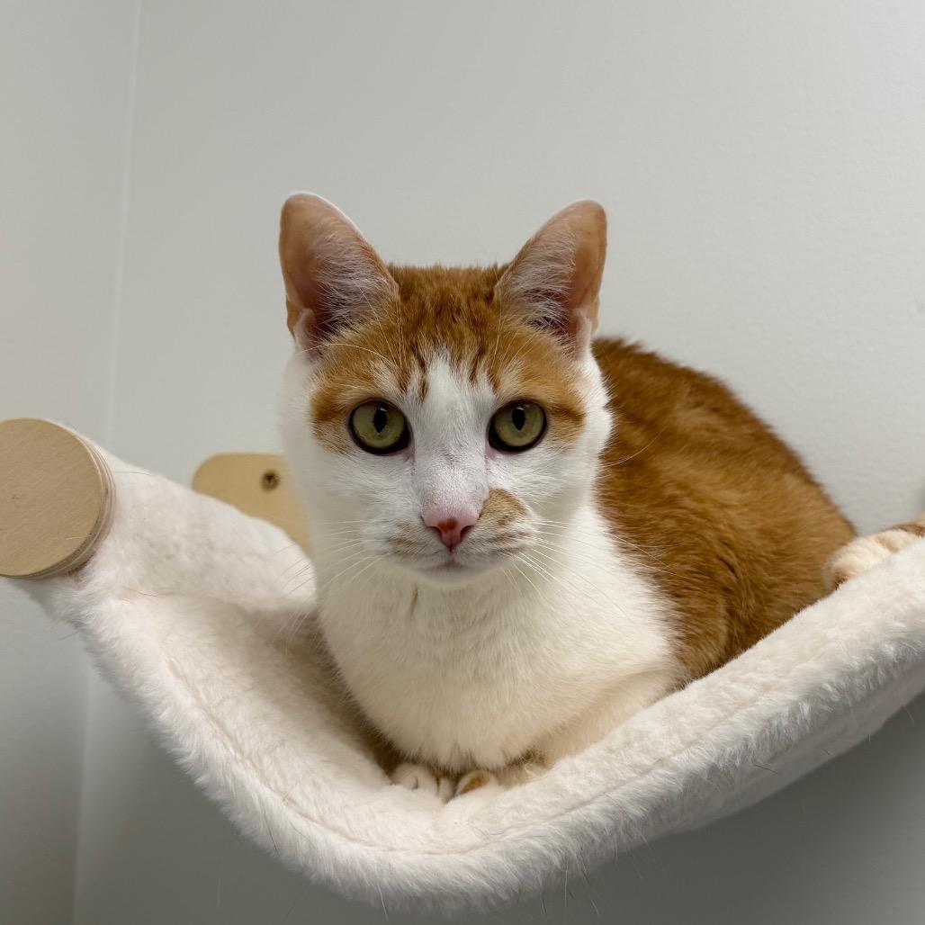 Fonzie — thumbnail 3